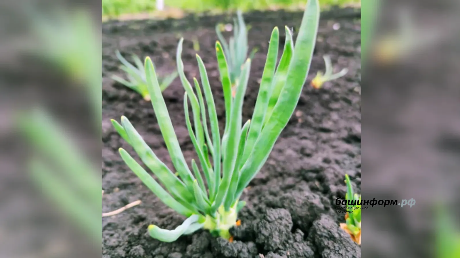 Как правильно сажать лук весной