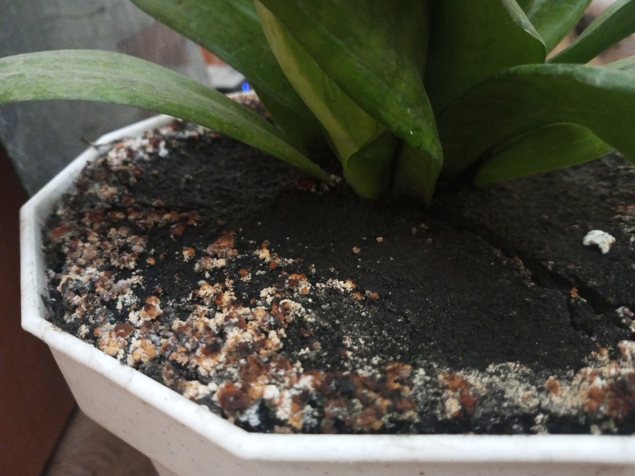 Химические препараты для борьбы с мушками в цветах