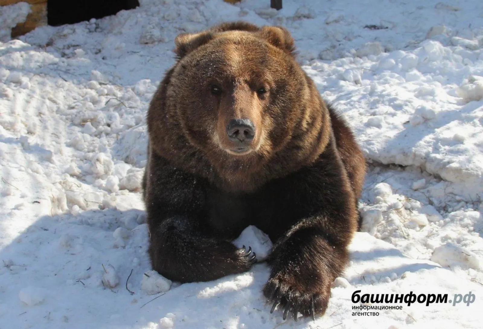 В Башкирии охотникам заплатят до 50 тысяч рублей за добычу диких зверей