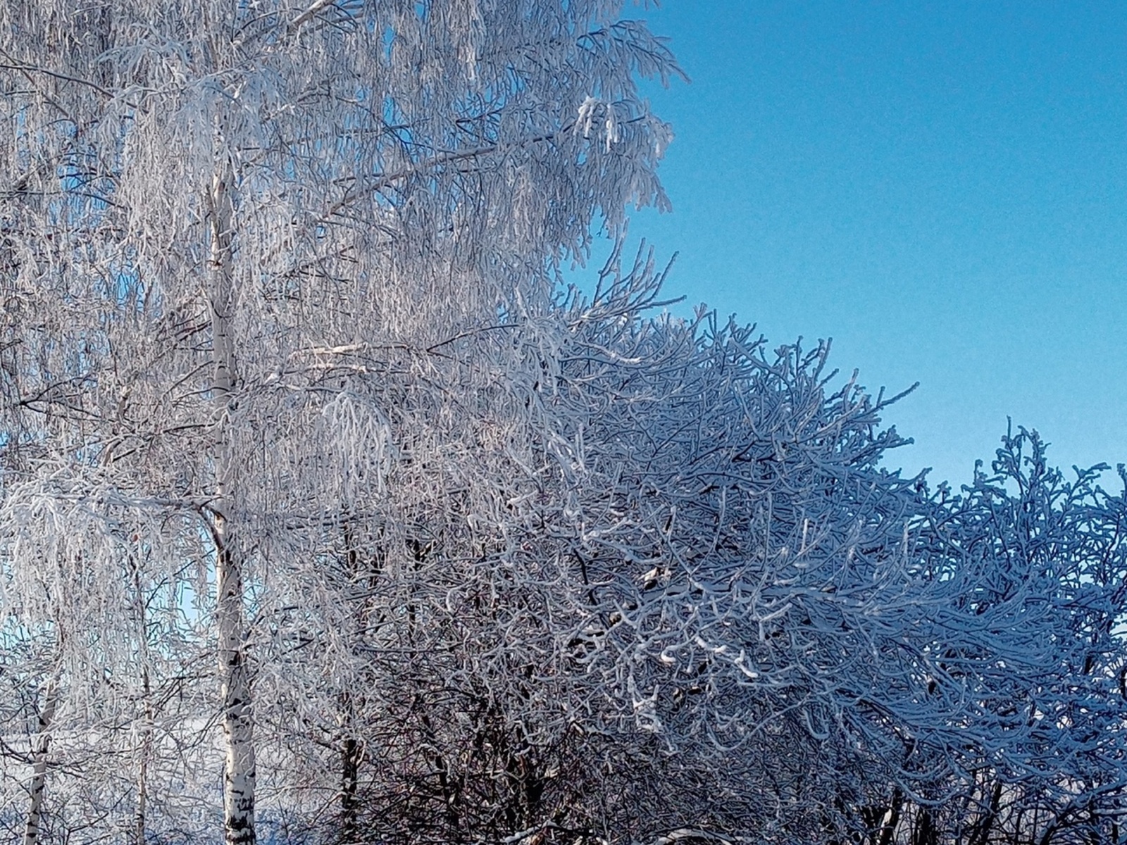 Яңадан озын ял көннәре