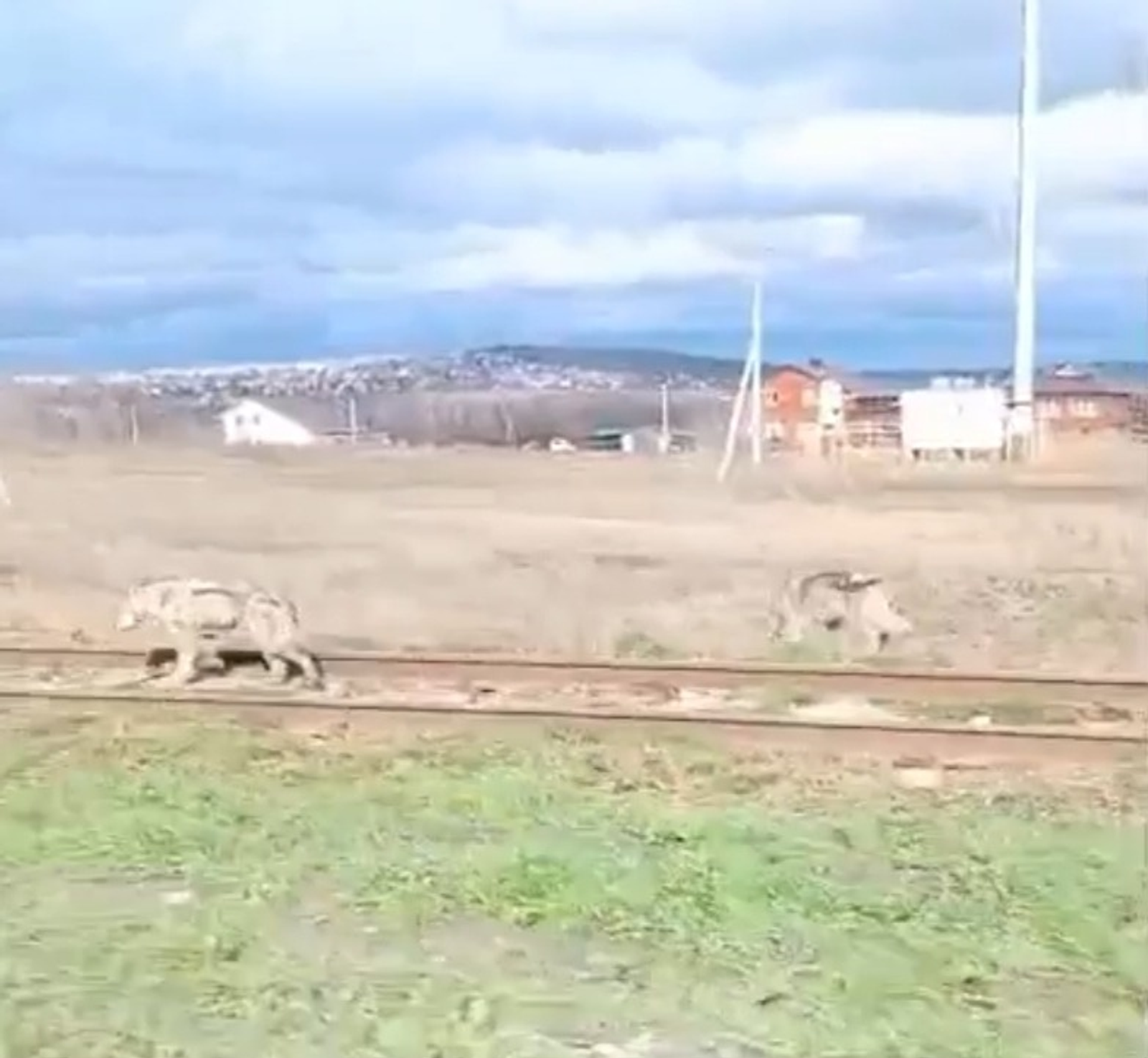 Под Уфой заметили волков