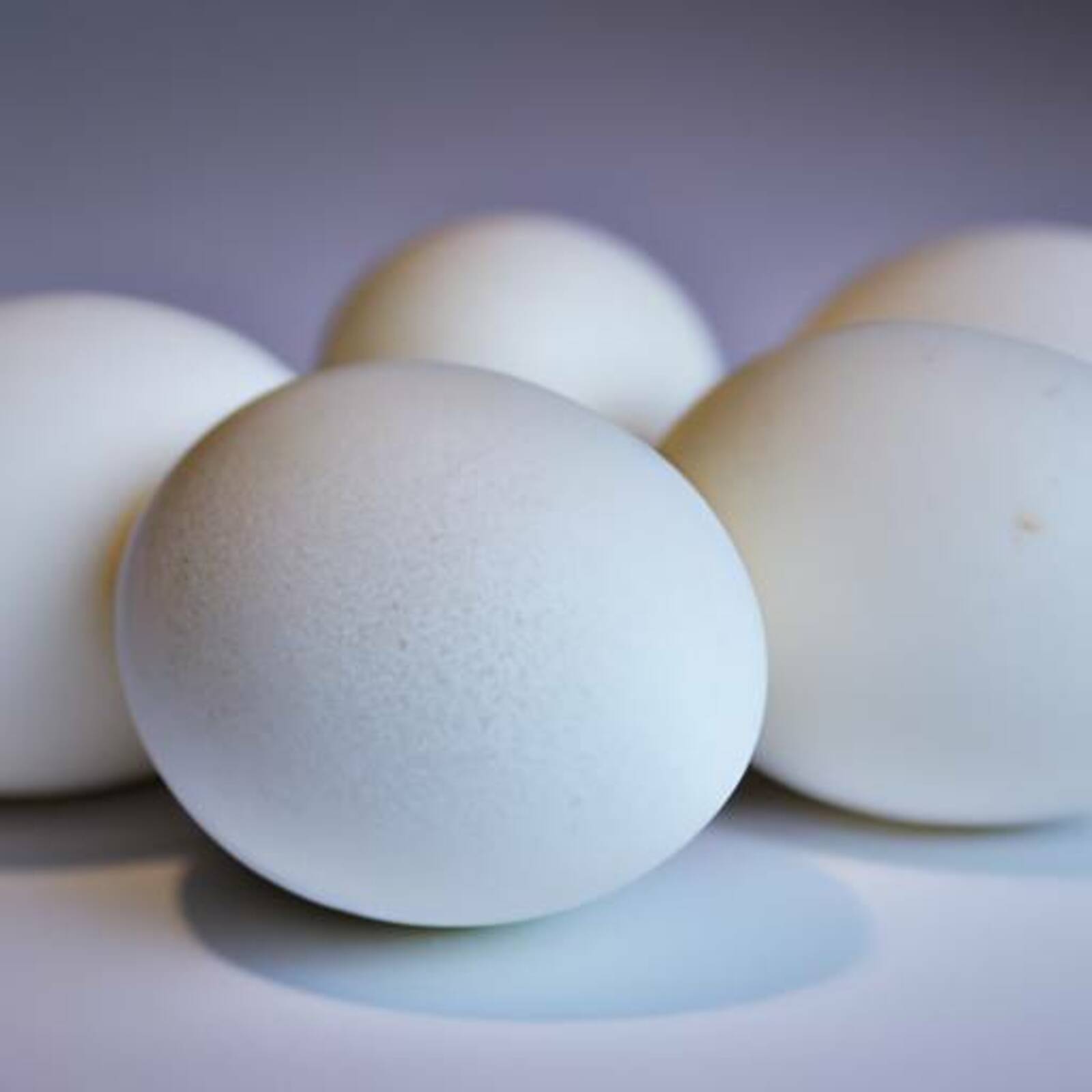 Башкортстан экспортирует инкубационные яйца