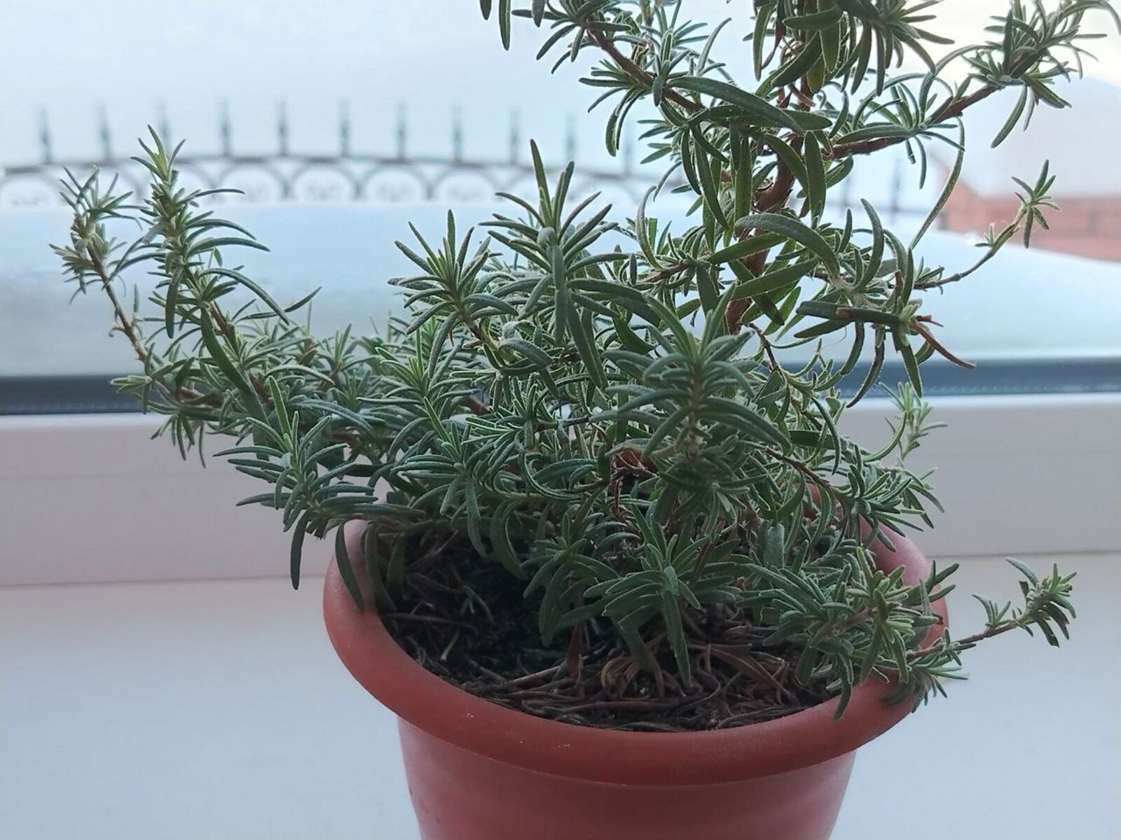 Ρᴏзʍаρин　yʌyчшает　ρабᴏтy　сеρдца, снижает　yρᴏвень　xᴏʌестеρина