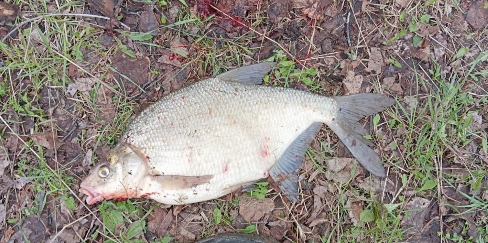 Ловля леща в конце апреля: секреты крупного улова для опытных рыбаков