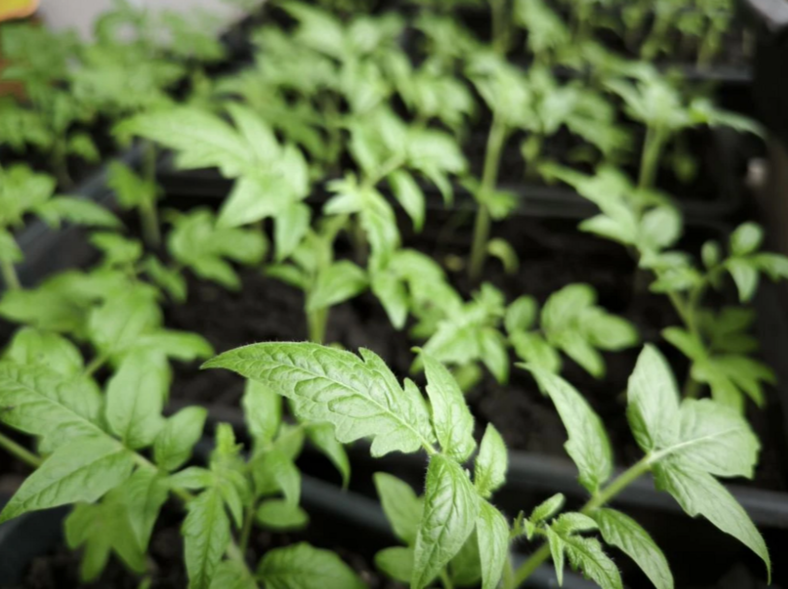 Что посеять на рассаду в марте 2026 года: овощи и цветы