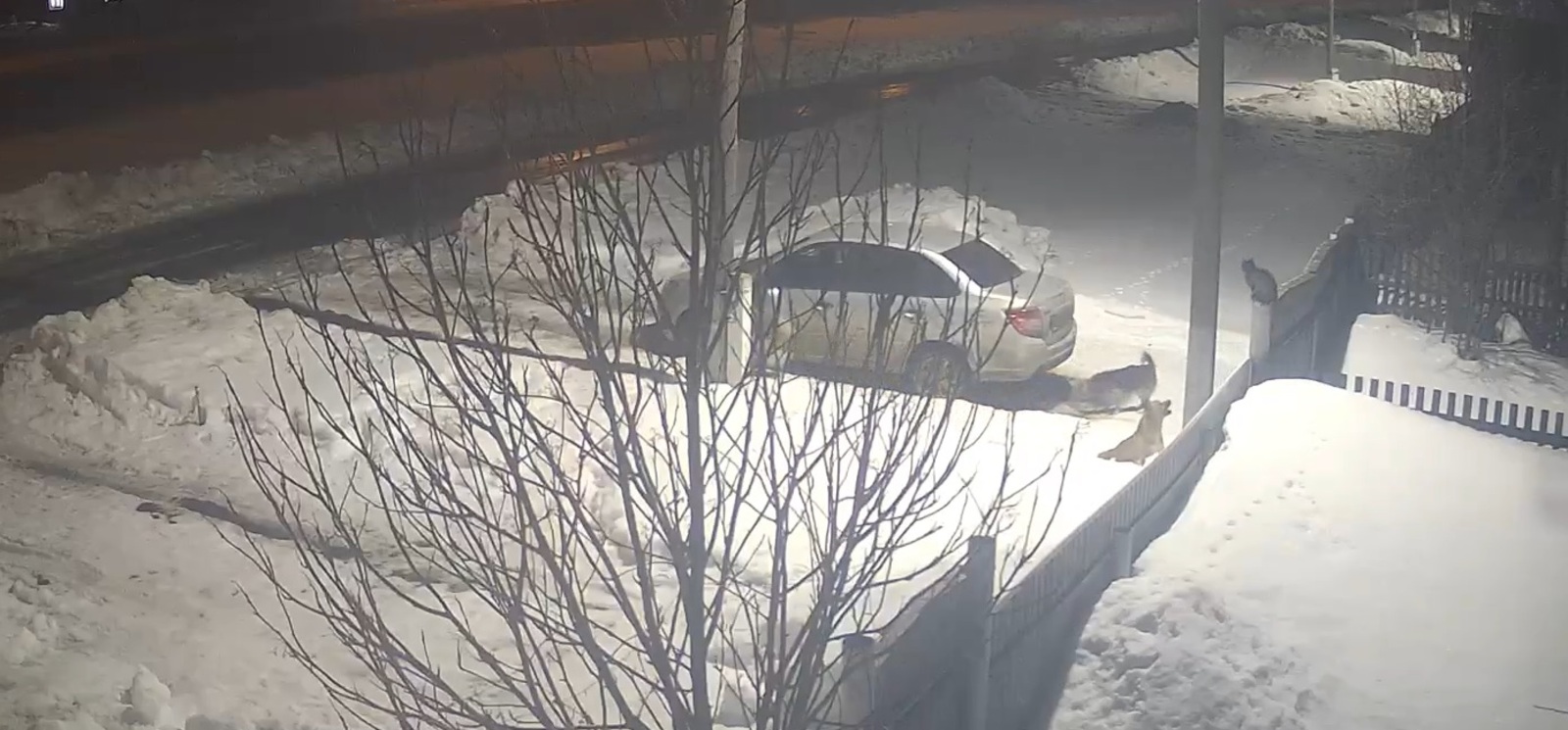 В Старобалтачево бродячие собаки представляют угрозу