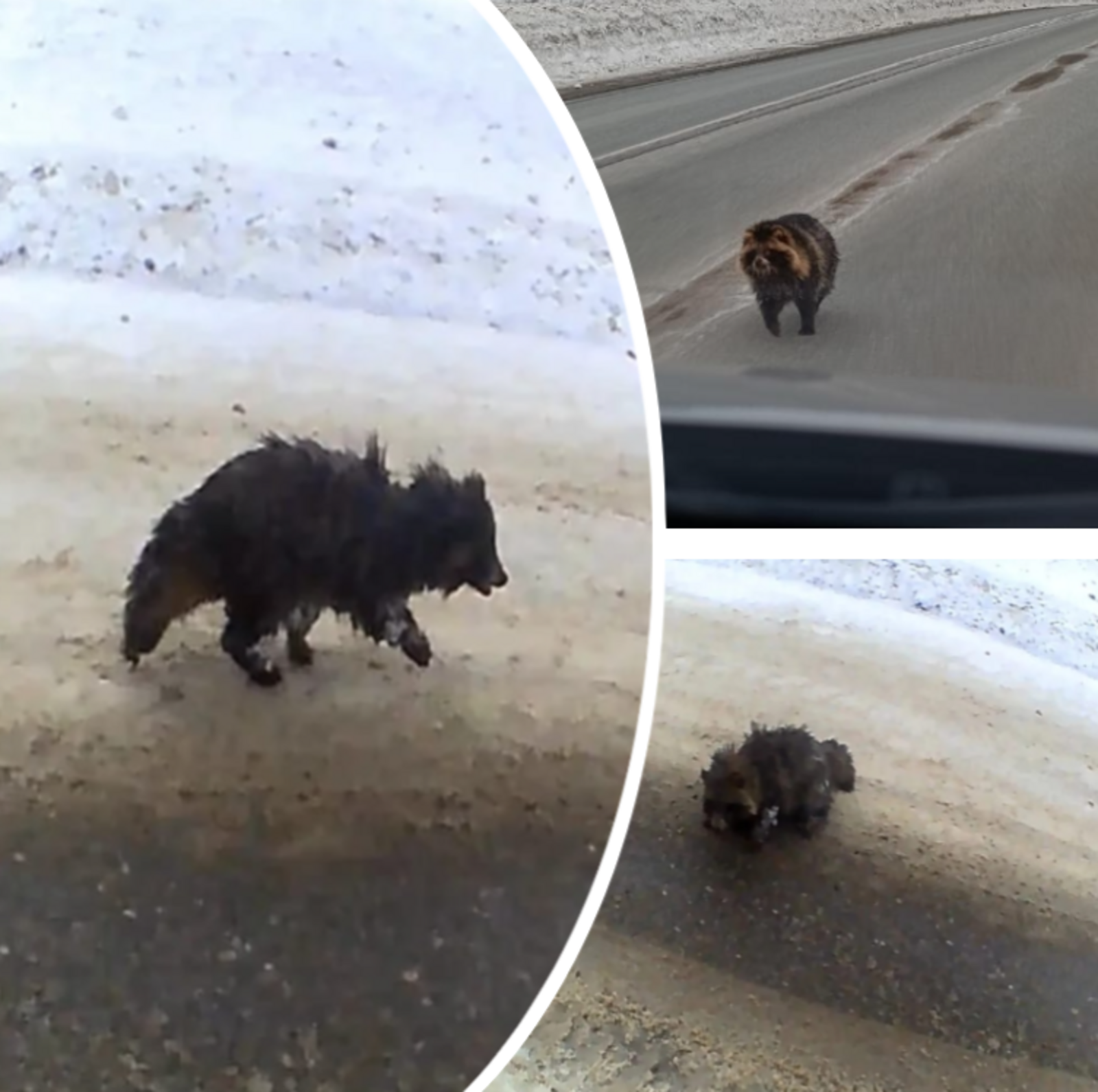 “Енот в бегах” в Балтачевском районе? История получила неожиданное продолжение