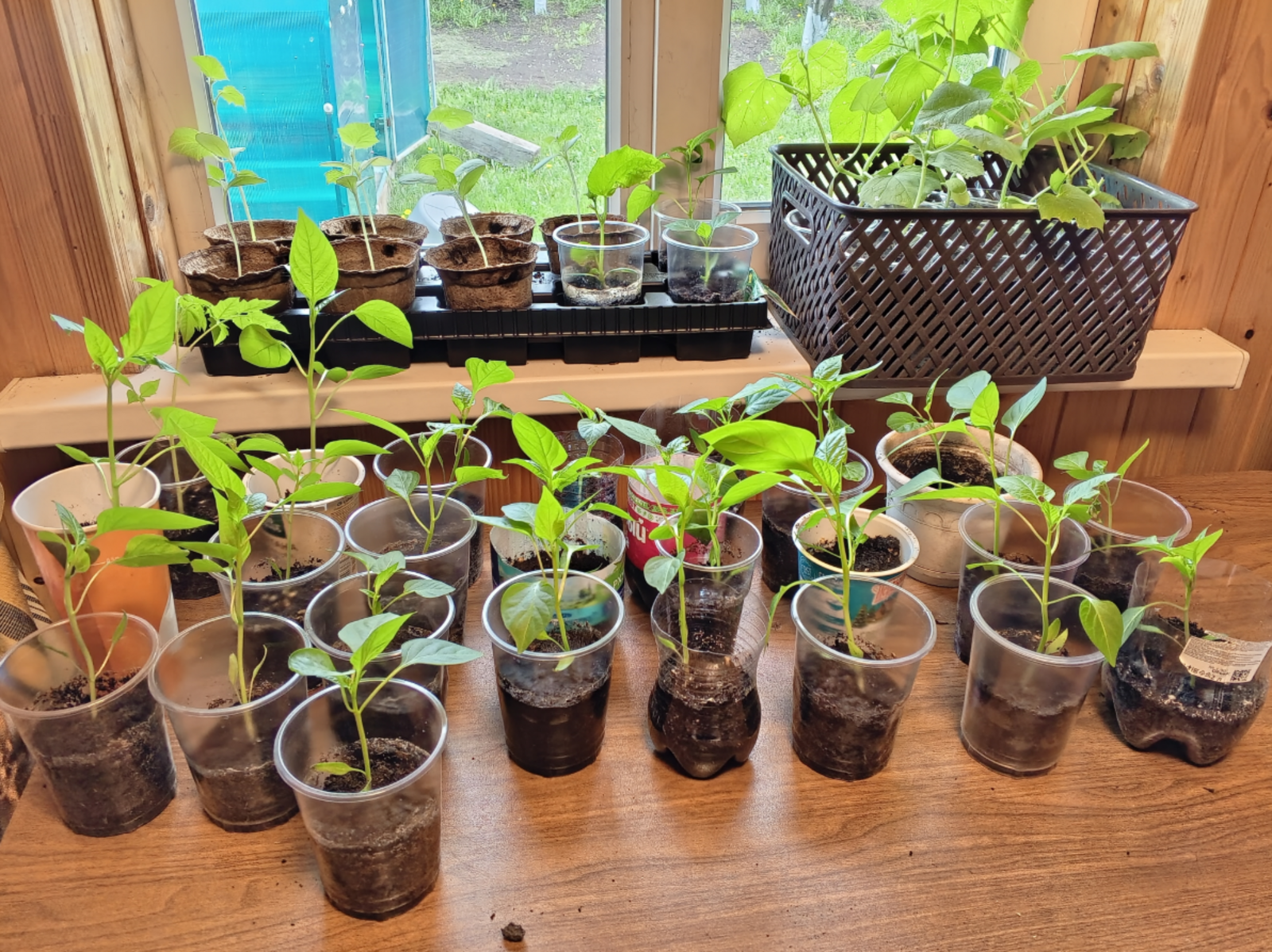 Рассада в феврале: какие овощи и цветы пора сажать