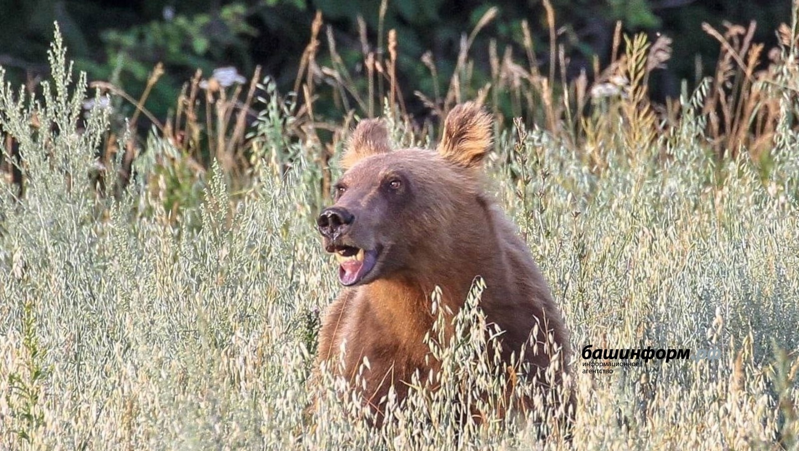 В Башкирии охотникам начнут платить за отлов опасных диких животных