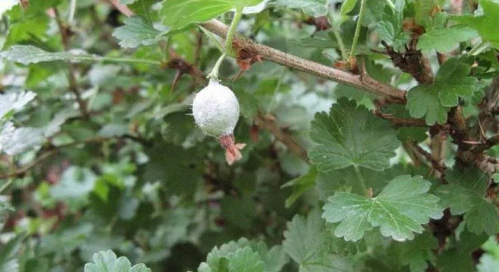 Крыжовникны ончыл чыктан (мучнистая роса) дәвалап була