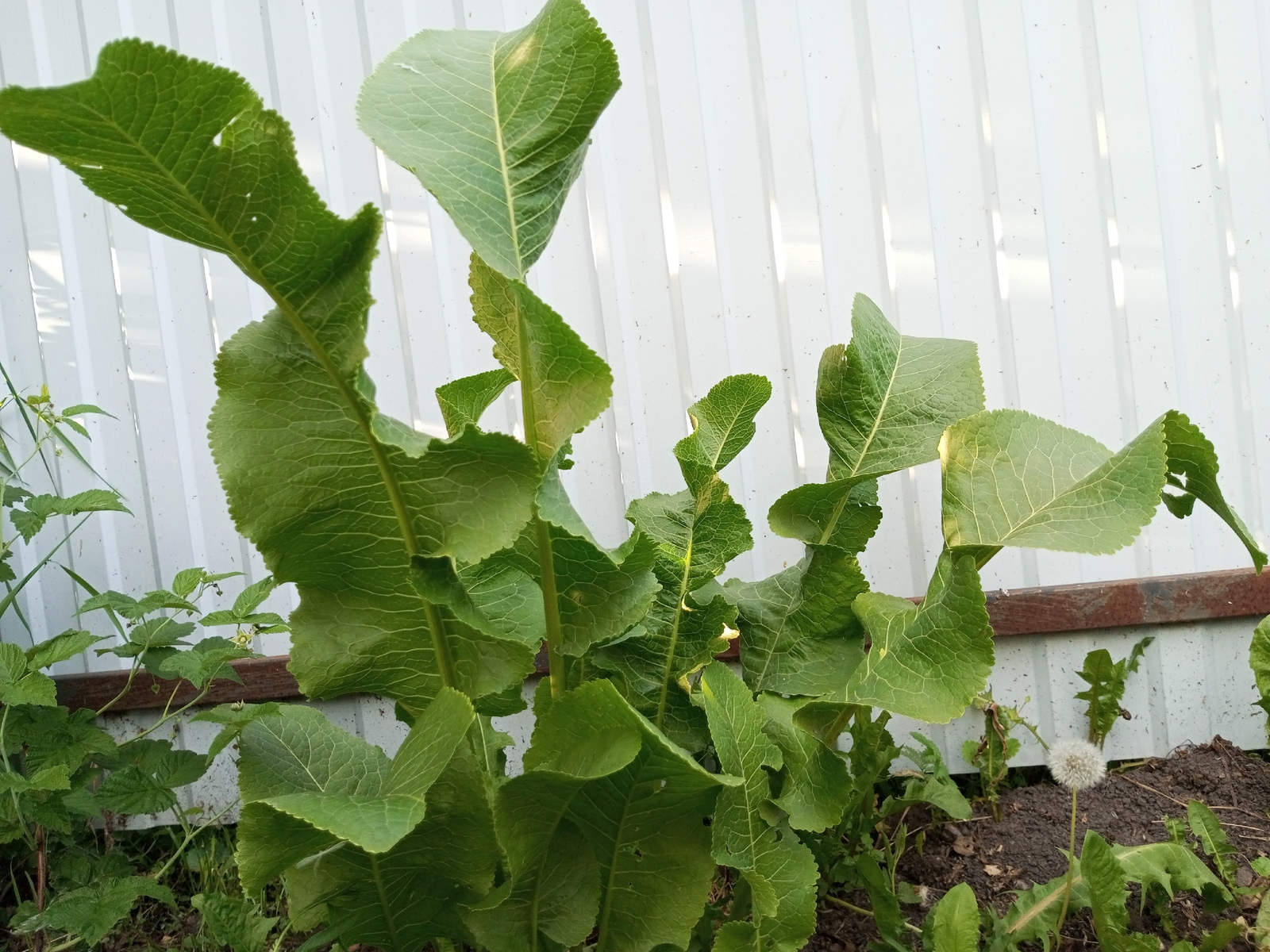 Простые способы избавления от слизи в организме