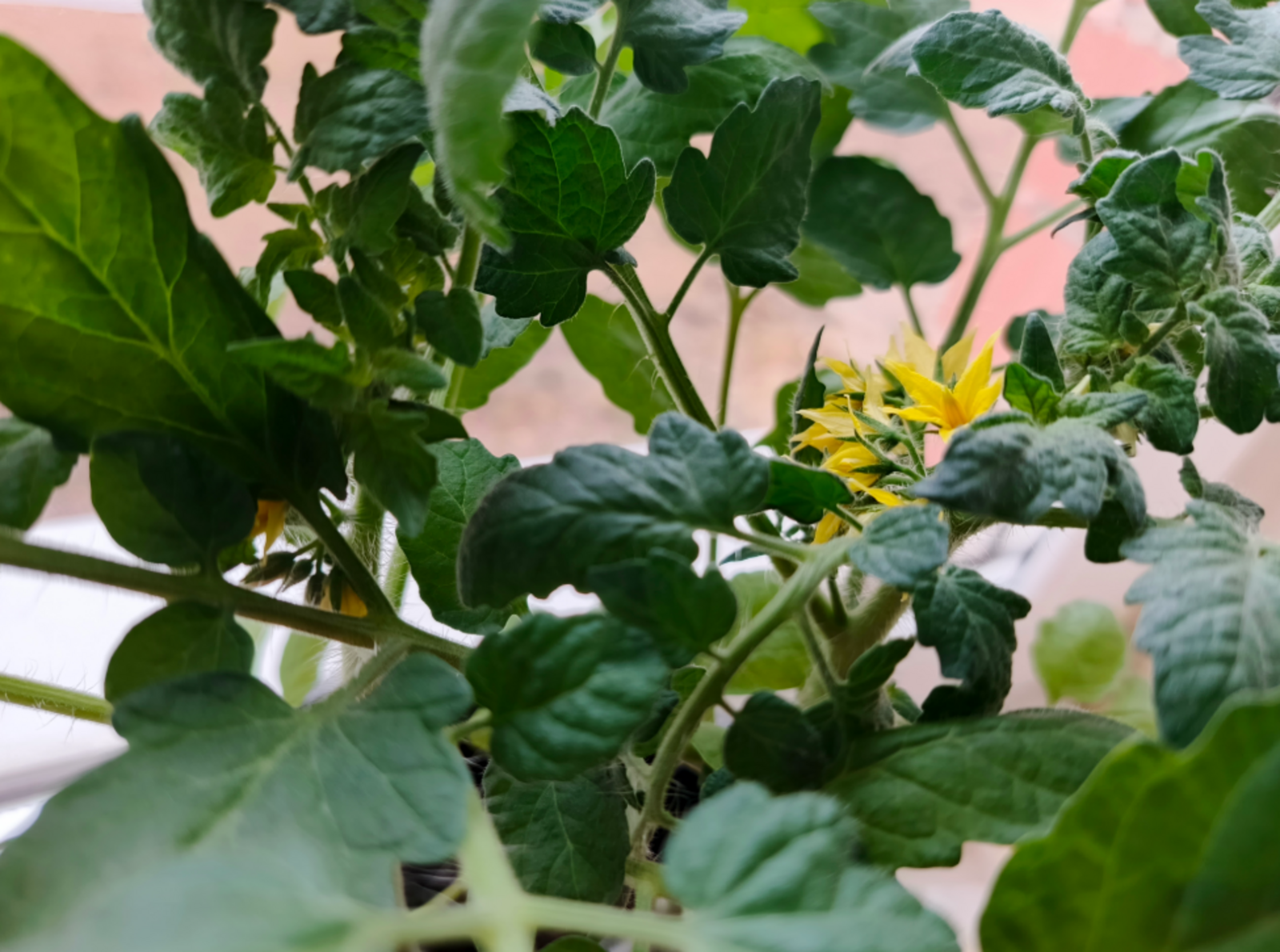 Секреты крепкой и коренастой рассады томатов